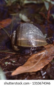 Apple Snail (Ampullariidae)