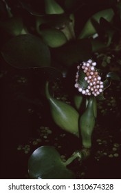 Apple Snail Eggs (Ampullariidae)