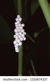 Apple Snail Eggs (Ampullariidae)