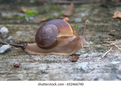 The Apple Snail, Genus Pila