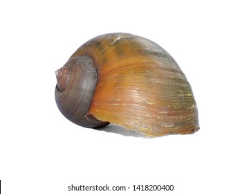 Apple Snailclose Shell Golden Apple Snail Stock Photo Edit Now