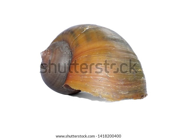 Apple Snailclose Shell Golden Apple Snail Stock Photo Edit Now