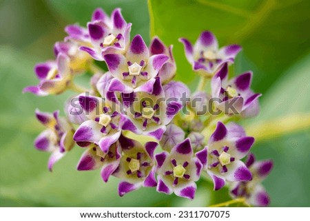 Apple of Sodom, king's crown or rubber bush or tree (Calotropis procera), a flowering plant in the family Apocynaceae . White violet lilac bunch of flowers on a shrub in Martinique, caribbean island.