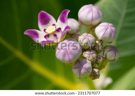 Apple of Sodom, king's crown or rubber bush or tree (Calotropis procera), a flowering plant in the family Apocynaceae . White violet lilac flowers and buds on a shrub in Martinique, caribbean island.