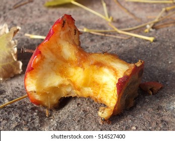 Apple Stump On The Ground