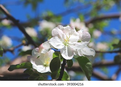 Apple tree