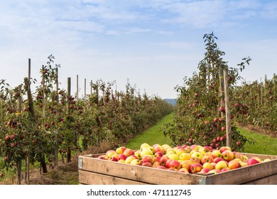 Apple Tree