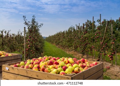 Apple Tree