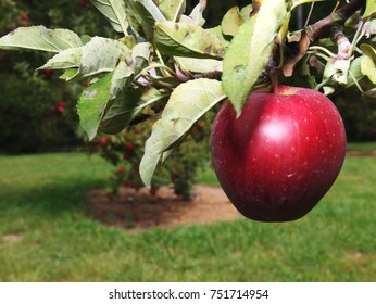 Apple Tree