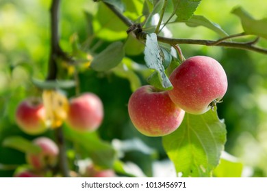 Apple tree with apples