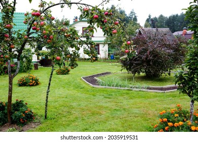 Apple tree with apples in the country.
 The branches of the apple tree bent under the weight of the apples.