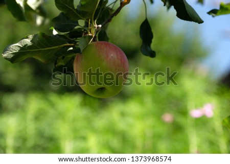 Similar – Foto Bild Little apples on a branch.