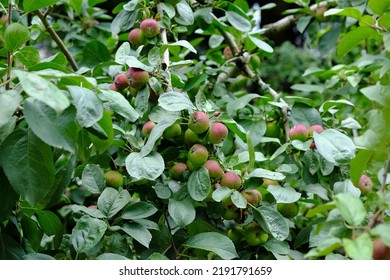 An apple tree bearing baby fruit, fresh green and red colors - Shutterstock ID 2191791659