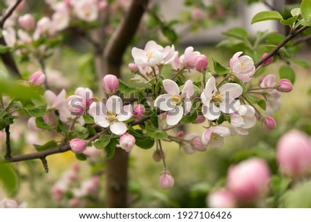 Apple tree is blooming in spring