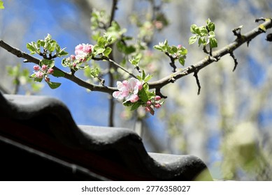The apple tree blooms with devilish pink flowers in spring