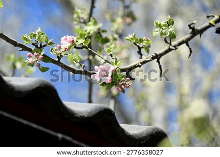 The apple tree blooms with devilish pink flowers in spring