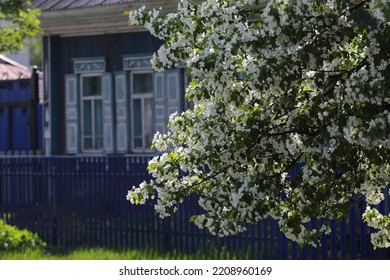 An Apple Tree Blooms At An Old House. Siberia Is Spring.