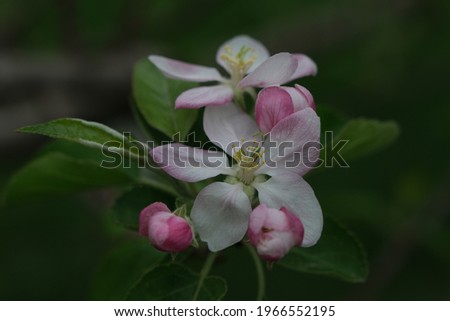 Apple tree blossom in dark background.Close-up shot of blooming apple tree in spring