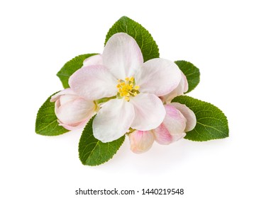 Apple tree blossom with flowers and green leaves on white background