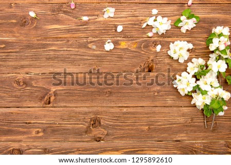 Apple tree blossom flowers on rustic wooden background with copy space.