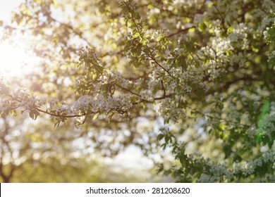 Apple Tree Blossom Flowers In Sunny Day