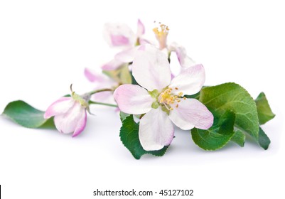 Apple Tree Blossom Isolated On White Background