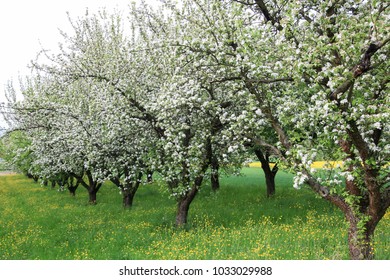 Apple Tree Blossom In Rural Surrounding