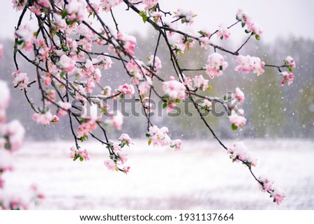 Similar – Image, Stock Photo Apple blossom buds under the blue sky