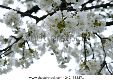 apple tree Blossoms and Essence of Spring, pink flowers, blooming branches against backdrop of blue sky, concept springtime landscape