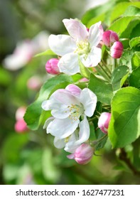 Apple tree with apple blossoms - flowering time in South Tyrol