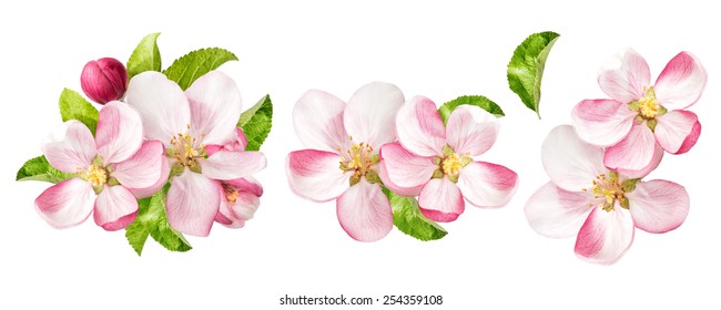 Apple Blossom Flower High Res Stock Images Shutterstock