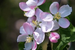 Apple Tree Blossoms In Spring, Spring Blossom, Blooming Spring Orchards, Delicate Spring Apple Blossom, Pink Tender Apple Blossom