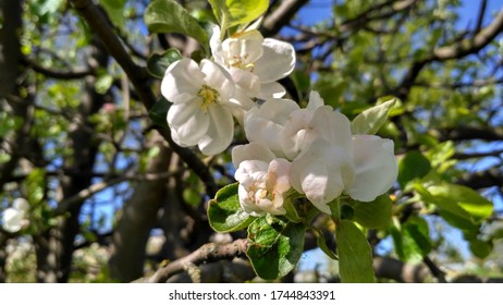 Apfelbaumblüten im Frühling im Garten
