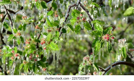 Apple tree blossoms under a layer of ice after frost irrigation at night - Lana near Merano in South Tyrol - Shutterstock ID 2257332397