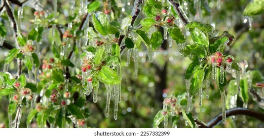 Apple tree blossoms under a layer of ice after frost irrigation at night - Lana near Merano in South Tyrol
