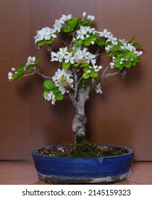 An Apple Tree Bonsai In Bloom, Photographed In A Pot In Rome, Italy
