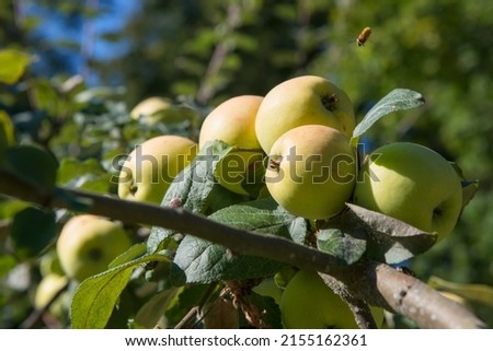 Apple tree branch with apples and flying bee