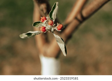 Apple tree branch with flower buds at spring - Powered by Shutterstock