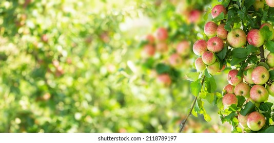 Apple Tree. Branch Of Ripe Red Apples On A Tree In A Garden