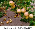 An apple tree branch in the upper right part of the picture, full of yellowish-red ripe apples and green leaves, with the ground in the background covered with fallen, ripe apples knocked down by the wind or a storm.