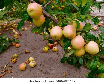 An apple tree branch in the upper right part of the picture, full of yellowish-red ripe apples and green leaves, with the ground in the background covered with fallen, ripe apples knocked down by the wind or a storm.