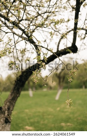 Apple tree branches in early spring. High quality photo