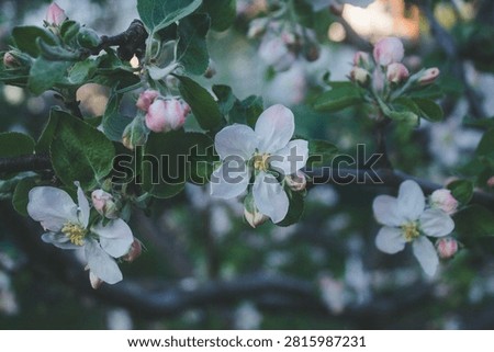 Apple tree branches with pink and white blossoms in spring twilight