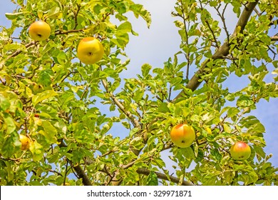 Apple Tree - Branches With Red / Yellow Apples