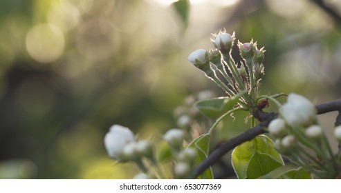apple tree branches in spring sunlight, wide photo