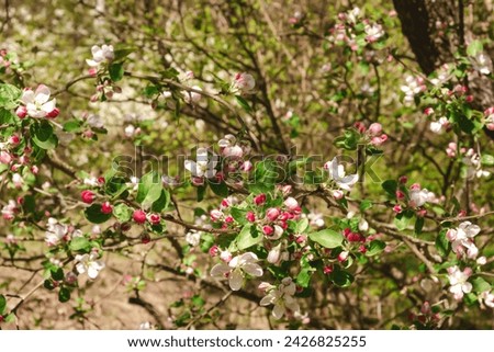 Apple tree buds of pink and white flowers on a branch in the spring. Blooming garden in springtime. Beauty in nature. Copy space. Plant cultivation. Orchard in bloom. May scenery. 