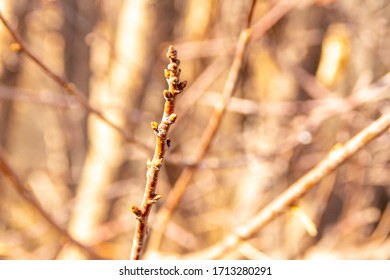 apple tree buds in spring, selective focus
