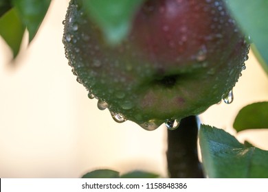 Apple tree in dew