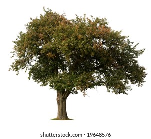 Apple Tree In Early Fall Isolated Against White