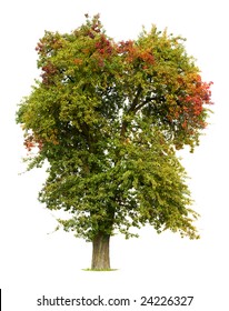 Apple Tree In Early Fall Isolated Against White